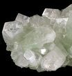 Zoned Apophyllite Crystal Cluster - India #44429-1